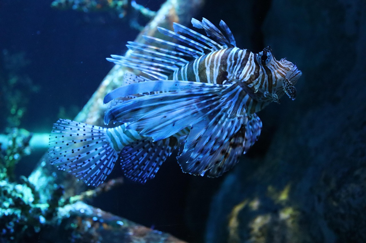 Marine Aquarium