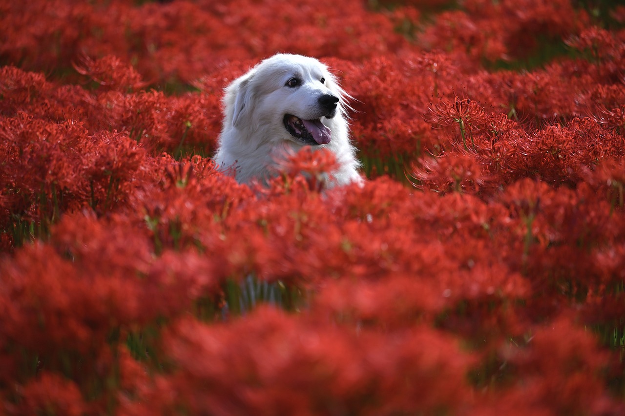 Veterinary Care