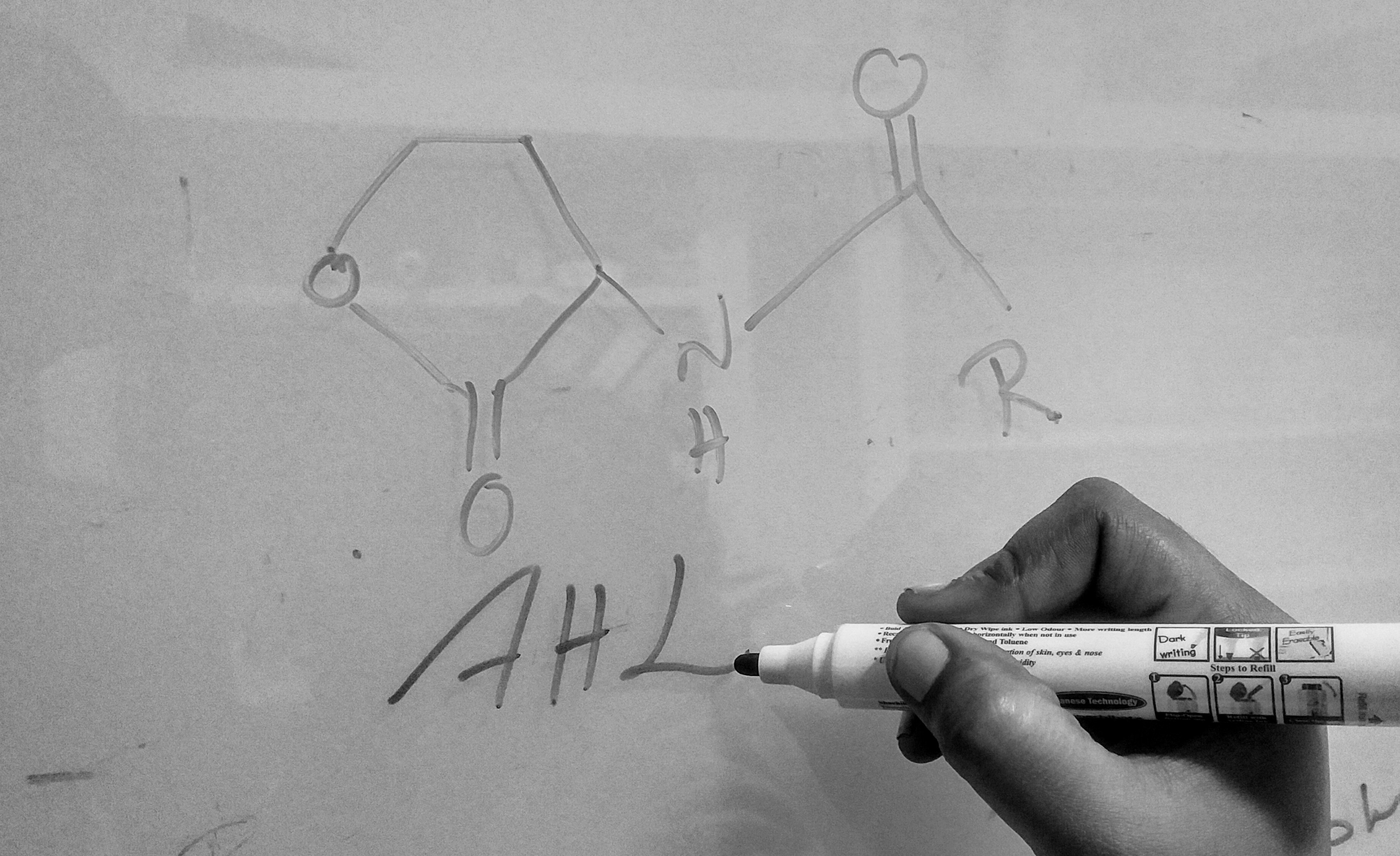 AHL Quorum Sensing